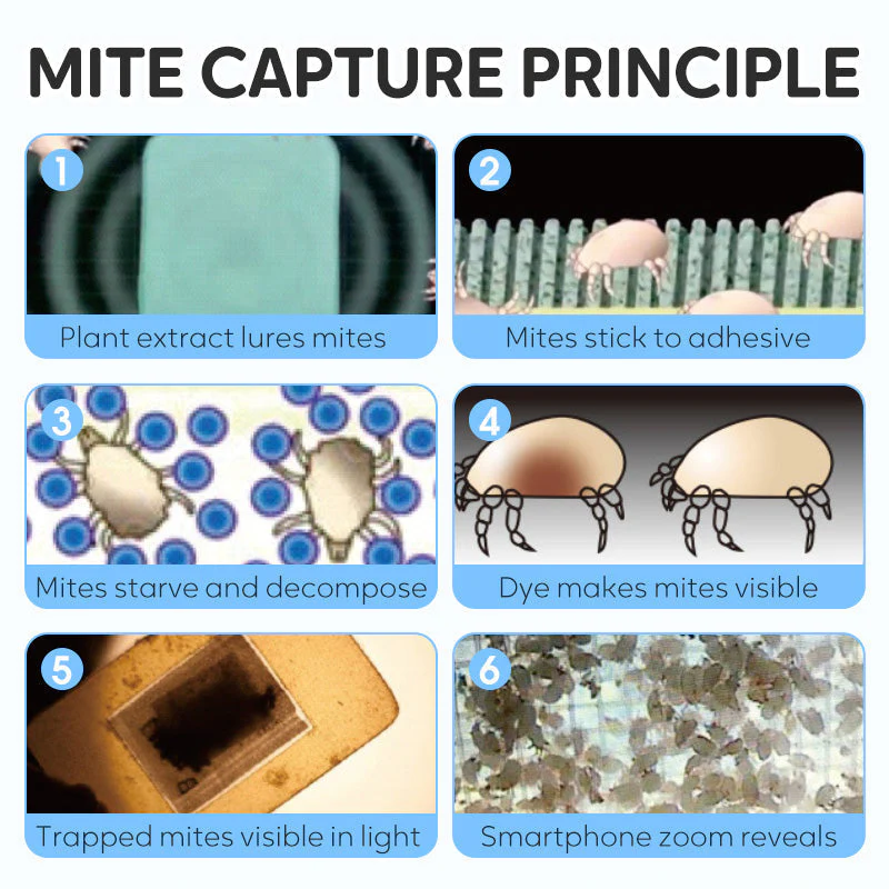 90-Day Dust Mite Trapping Sheet - Image 7