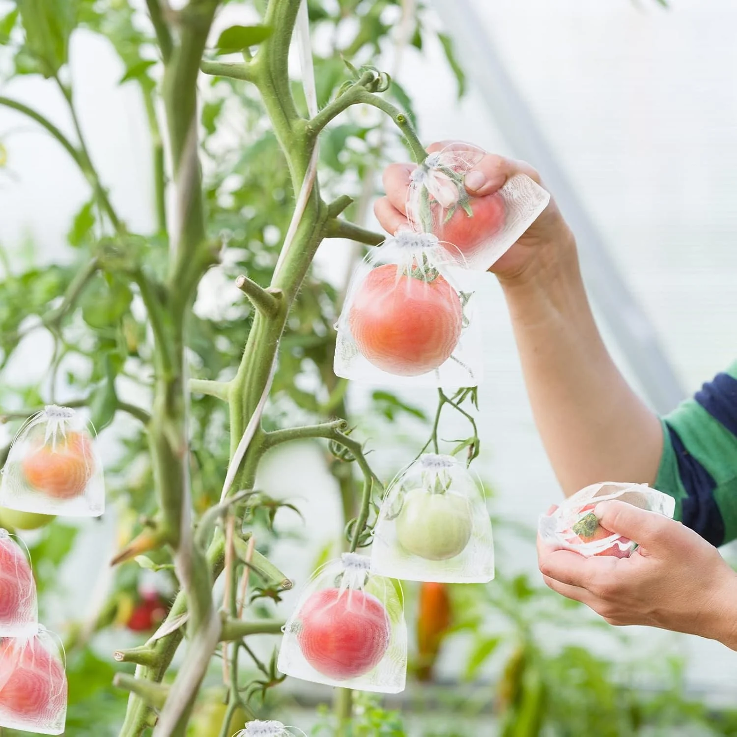Buy 1 Get 1 Free🎁2026 NEW ARRIVALS 50% OFF🔥Fruit Protection Bags - Image 9